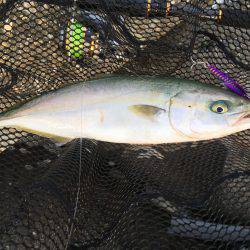 深日港でツバスげっと